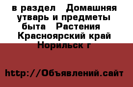  в раздел : Домашняя утварь и предметы быта » Растения . Красноярский край,Норильск г.